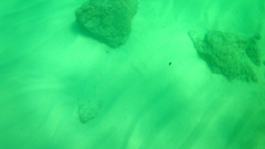 Fistularia commersonii