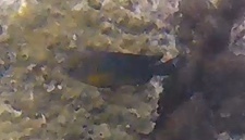 Chrysiptera unimaculata