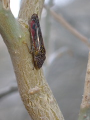 Homalodisca liturata