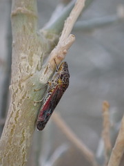 Homalodisca liturata