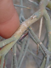 Homalodisca liturata