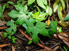 Cnidoscolus aconitifolius