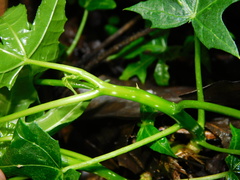 Cnidoscolus aconitifolius