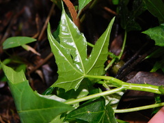 Cnidoscolus aconitifolius