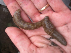 Holothuria hilla