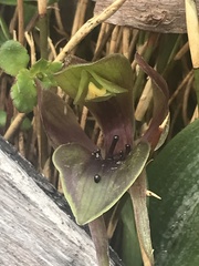 Chiloglottis valida