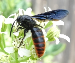 Scolia dubia haematodes