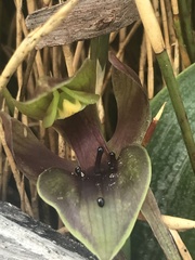 Chiloglottis valida