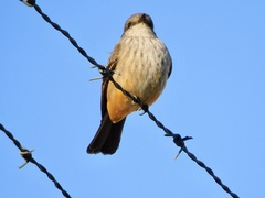 Pyrocephalus rubinus