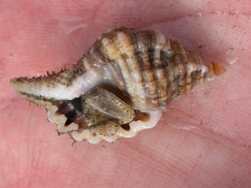 Cymatiid Triton Snails from Maui County, HI, USA on May 19, 2008 at 11
