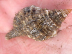 Monoplex pilearis