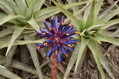 Puya venusta