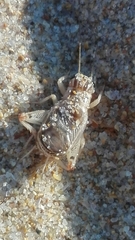 Eugryllodes escalerae