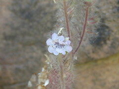Phacelia cicutaria