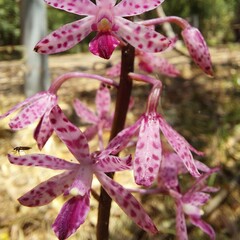 Dipodium punctatum