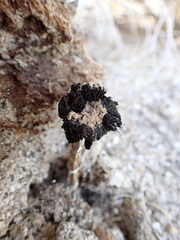 Montagnea arenaria