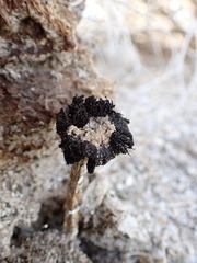 Montagnea arenaria