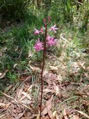 Dipodium punctatum