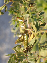 Bootettix argentatus