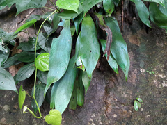 Antrophyum reticulatum