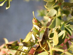 Bootettix argentatus
