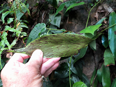 Antrophyum reticulatum