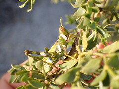 Bootettix argentatus