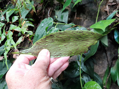 Antrophyum reticulatum