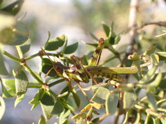 Bootettix argentatus