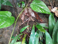 Antrophyum reticulatum