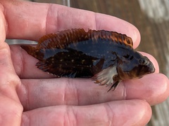 Chasmodes bosquianus