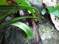 Antrophyum reticulatum