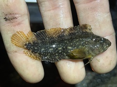 Chasmodes bosquianus