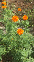Tagetes erecta