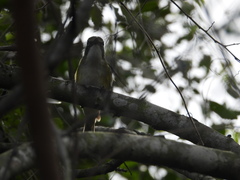 Vireo solitarius