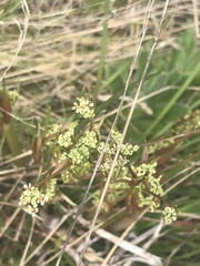 Aciphylla simplicifolia