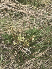 Aciphylla simplicifolia