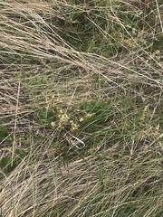 Aciphylla simplicifolia