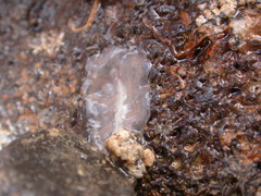 Polycladida