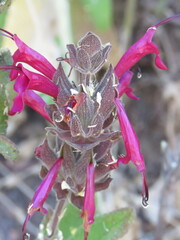 Salvia spathacea