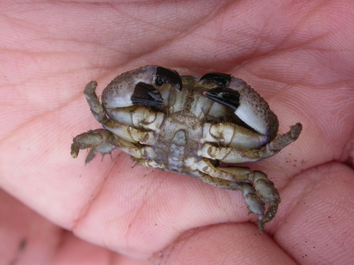 Platypodia observed 2008-05-19