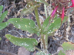 Salvia spathacea