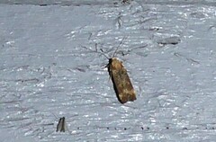 Anisoplaca acrodactyla