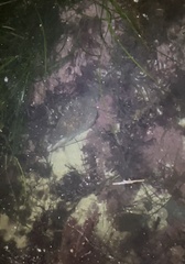 Gymnothorax mordax
