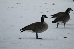 Branta canadensis