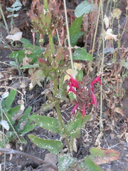 Salvia spathacea
