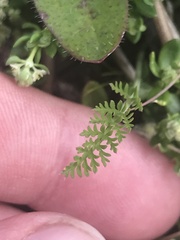 Chaerophyllum australianum