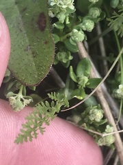 Chaerophyllum australianum