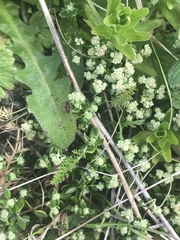 Chaerophyllum australianum