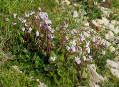 Cyclamen persicum